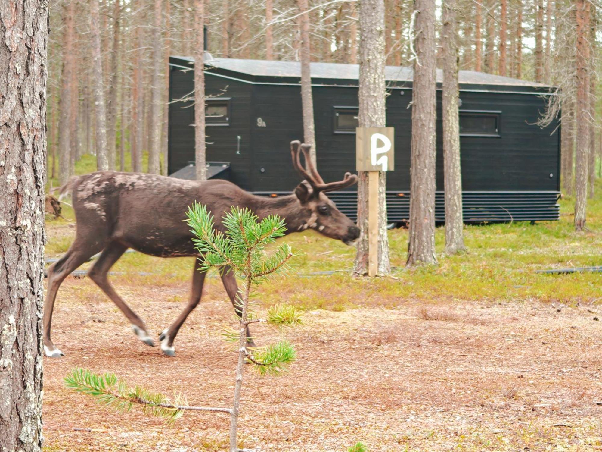 Lapland Riverside, Landscape Cabin, Kuukkeli 6, Yllaes, Tiny Home With Sauna, Fireplace, Terrace, Bbq, Wifi, Ski, Fishing, Pets Ok Akaslompolo Bagian luar foto